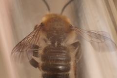 Megachile willughbiella