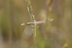 Stenoptilia bipunctidactyla