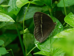 Mycalesis horsfieldi