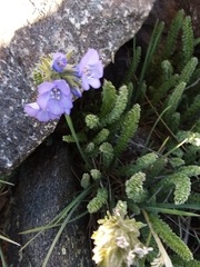 Polemonium viscosum