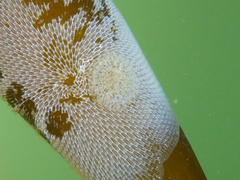 Corambe pacifica