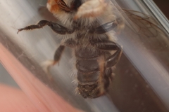 Megachile willughbiella