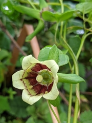 Codonopsis lanceolata