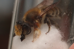 Megachile willughbiella