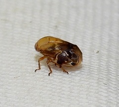 Clastoptera achatina