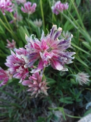 Trifolium attenuatum