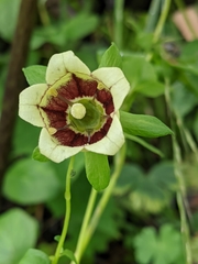 Codonopsis lanceolata