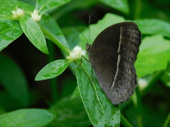 Mycalesis horsfieldi
