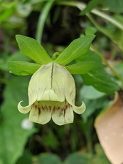 Codonopsis lanceolata