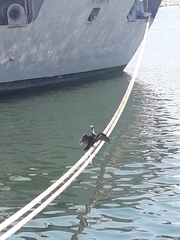 Nannopterum brasilianum