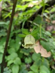 Codonopsis lanceolata