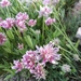 Trifolium attenuatum - Photo (c) Marcia Ford,  זכויות יוצרים חלקיות (CC BY-NC), הועלה על ידי Marcia Ford