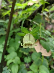 Codonopsis lanceolata