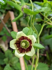 Codonopsis lanceolata