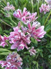 Trifolium attenuatum