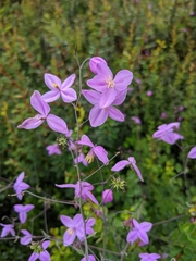 Thalictrum reniforme