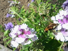 Hemaris aethra