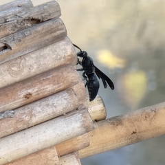 Allorhynchium argentatum