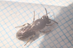 Hylaeus nigritus