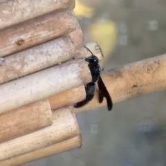 Allorhynchium argentatum