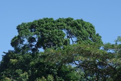 Protorhus longifolia