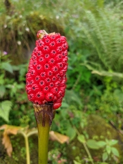 Arisaema griffithii