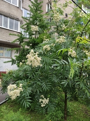 Sorbus americana