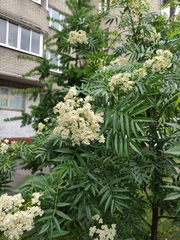 Sorbus americana