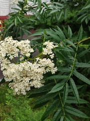Sorbus americana