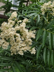 Sorbus americana
