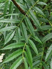Sorbus americana