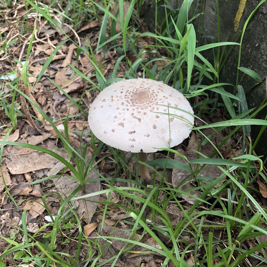 Chlorophyllum molybdites · June 2018 · photo: © mutolisp (iNaturalist, cc-by)