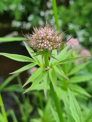 Valeriana officinalis sambucifolia