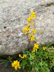Corydalis juncea