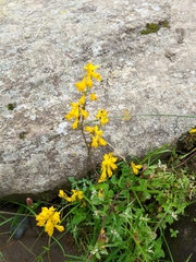 Corydalis juncea