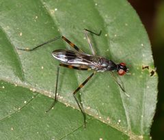 Hybobata fuelleborni