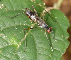 Hybobata fuelleborni