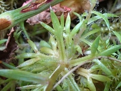 Saxifraga hypnoides