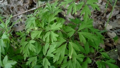 Anemonoides nemorosa