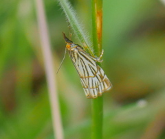 Chrysocrambus