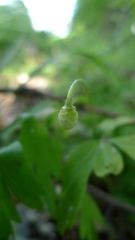 Anemonoides nemorosa