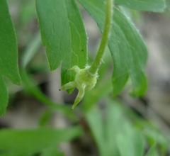 Anemonoides nemorosa