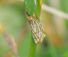 Chrysocrambus