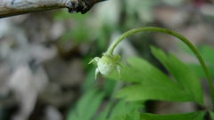 Anemonoides nemorosa