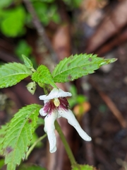 Impatiens serrata