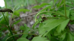 Anemonoides nemorosa