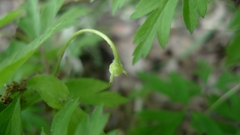 Anemonoides nemorosa