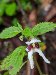Impatiens serrata