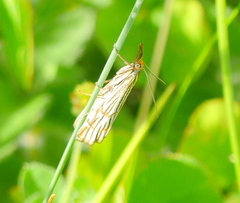 Chrysocrambus
