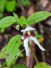 Impatiens serrata